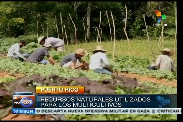 Puerto Rico: agrónomos proponen multicultivo para alimentar al pueblo