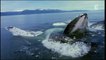 Le chant des baleines (Documentaire, 2013)