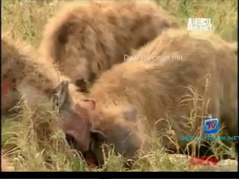 Fooled By Nature 1st September 2014 Video Watch Online Pt1