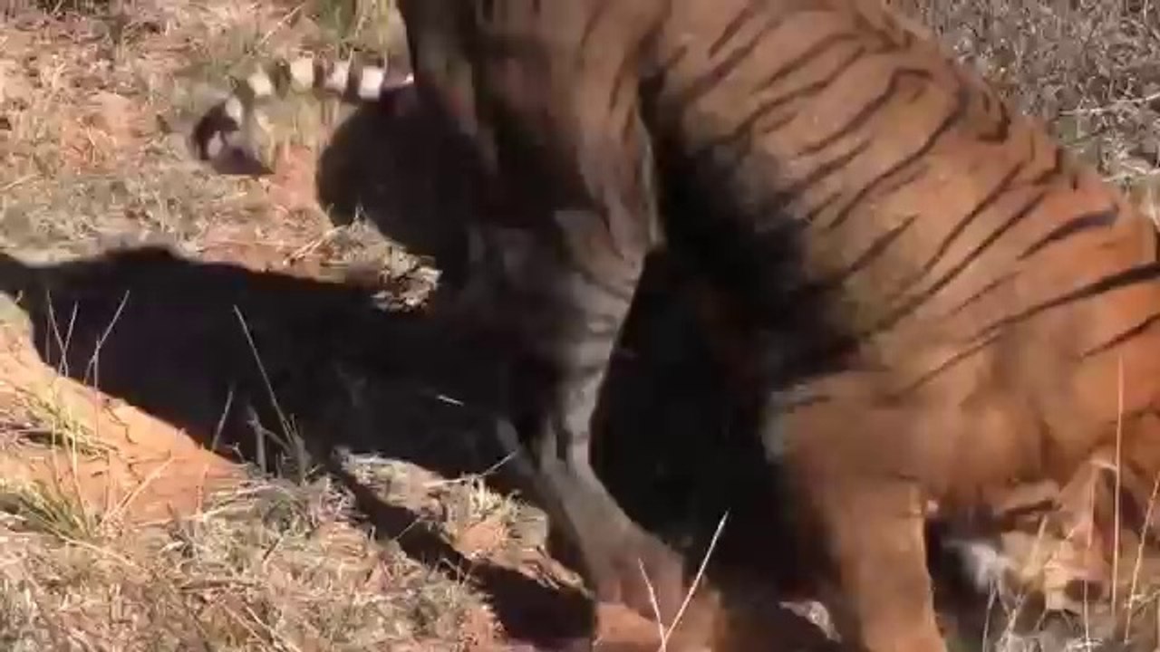Tiger VS Tiger - Direct From Jungle