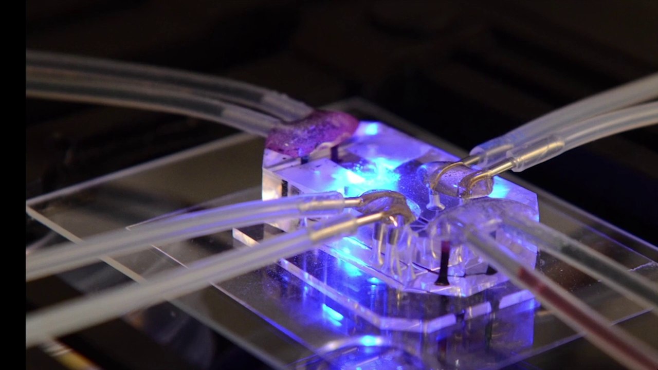 Lung-on-a-Chip