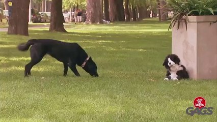 Stuffed Dog Attacks Real Dog