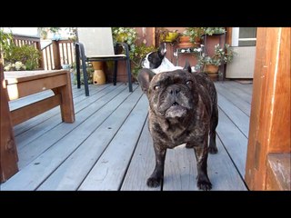 Bark A Lot French Bulldog