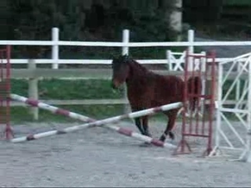 Montage Darling en liberté