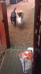 Sahibinin Eşyalarını Taşıyan Zeki Köpekler