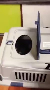 Çıkmıcam çıkmıcam kafes benim değil mi çıkmıcam