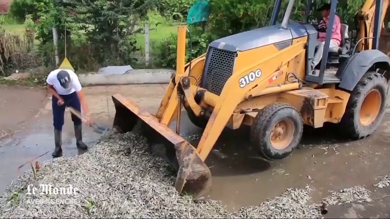 Quarante-huit tonnes de poissons morts dans un lac au Mexique