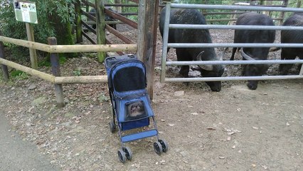 Ines se promene au parc animalier de Bouillon