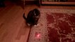 Cat Goes Crazy With Laser Pointer On Head