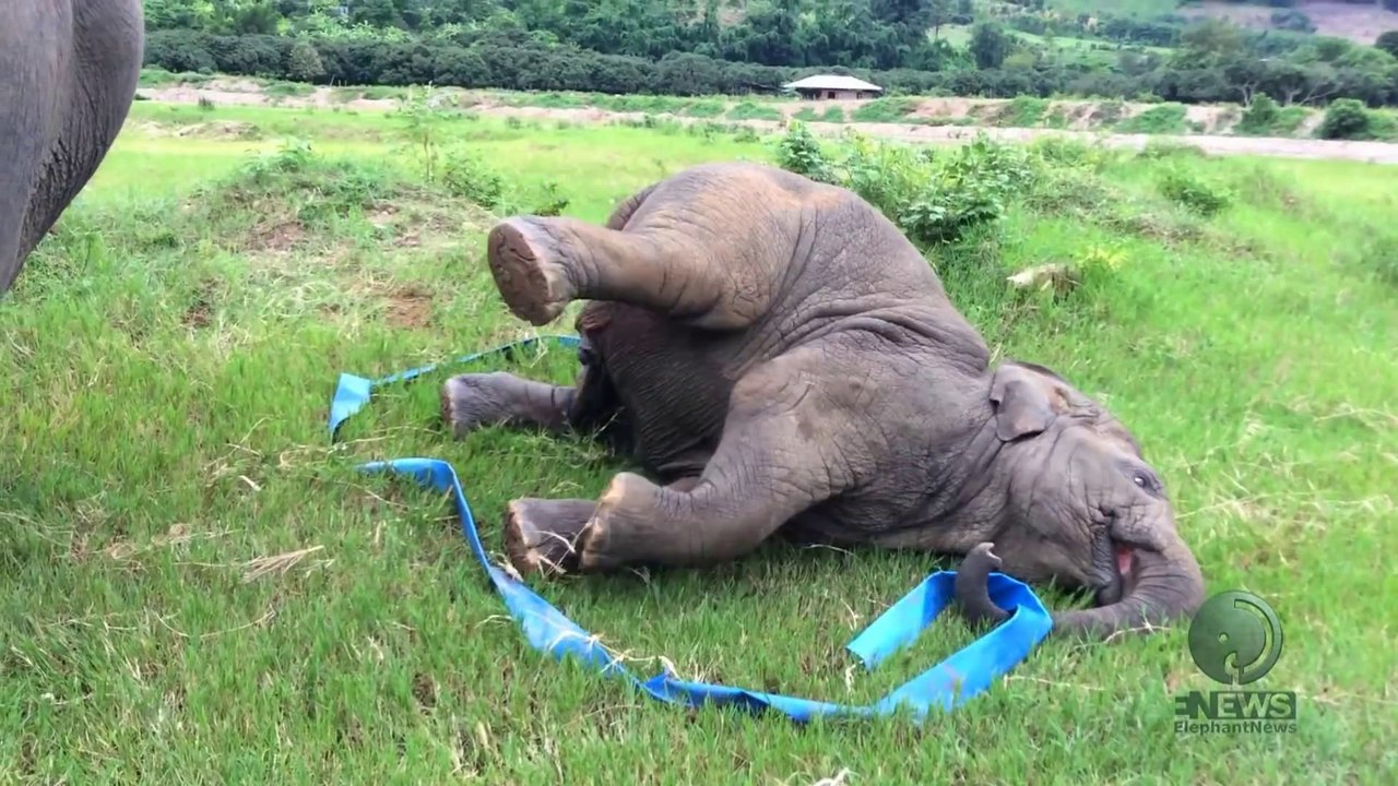 Elephants play with ribbons