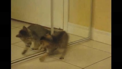 Funny cats - Funny cats videos 2014 - Funny Cats Compilation - Funny Animal Videos - funny video(Risingformuli)