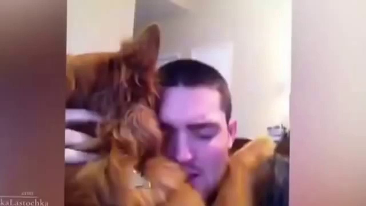 Funny dogs - Funny Animals - New Funny Videos 2...