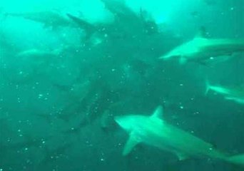 Hungry Sharks Gather Around Sardines