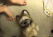 Bear the Shih Tzu Loves to Be Tickled