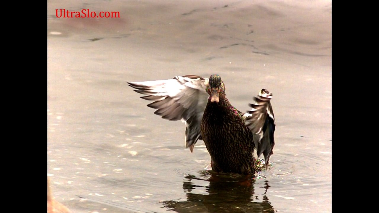 Slow motion Duck beating wings