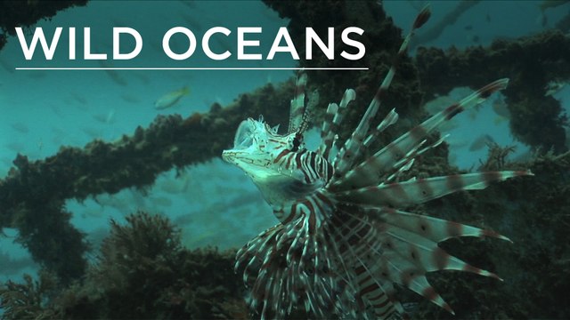 Wreck turns into mini-reef in just 6 months