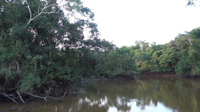Perou- Lagunas: Réserve Pacaya-Samiria.