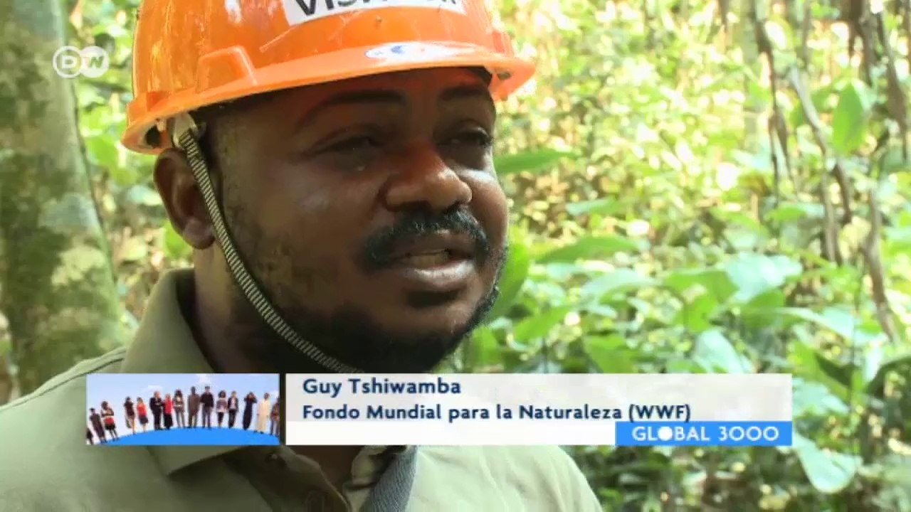 Salvar a los bonobos: una iniciativa trata de consevar su hábitat en el Congo | Global 3000