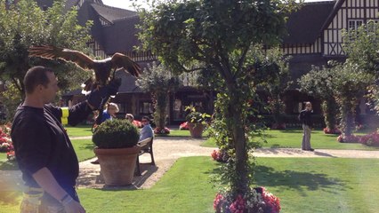 Des buses pour effaroucher les goélands