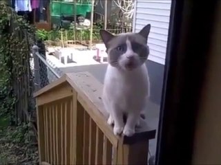 Bir Şeyler Anlatmaya Çalışan Kedi