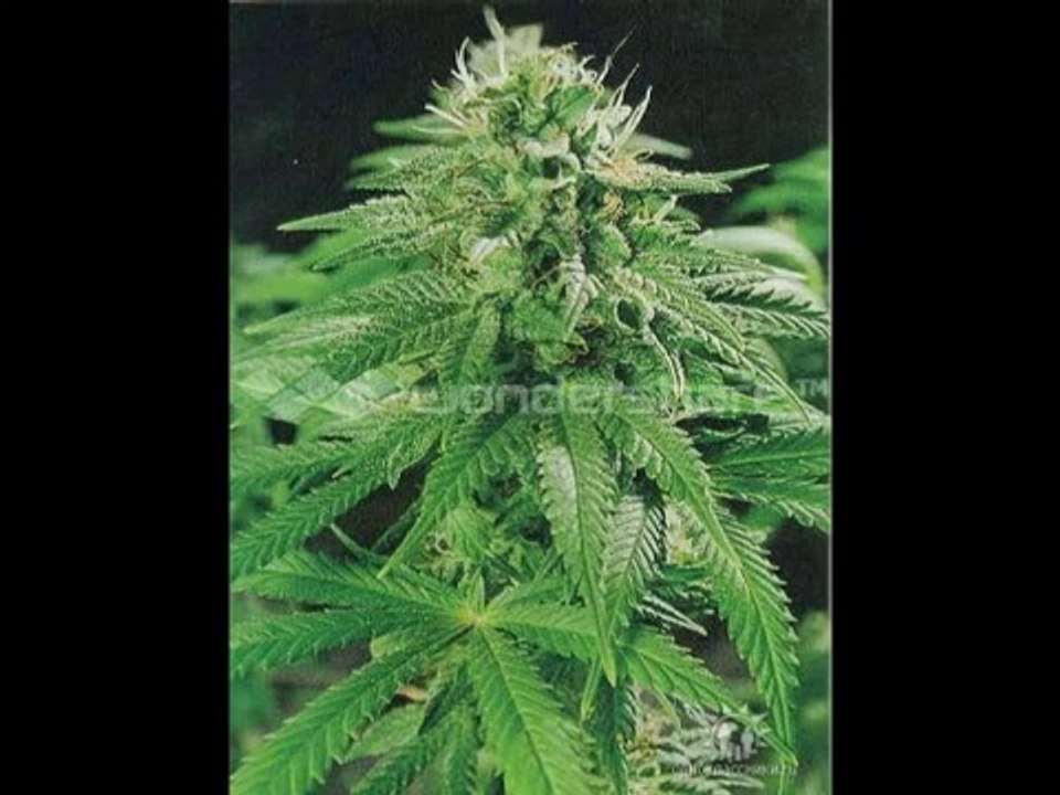 HAY TXEQ - PLAN