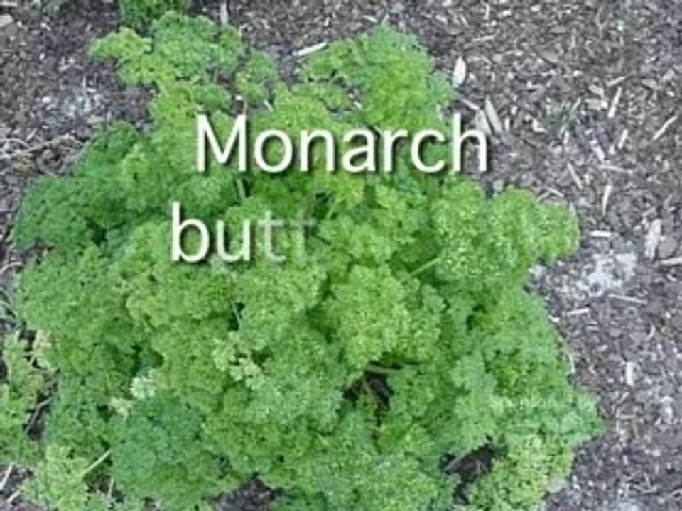 Osmocote Gardening Tip 9 Pam Bennett