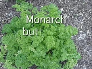 Osmocote Gardening Tip 9 Pam Bennett