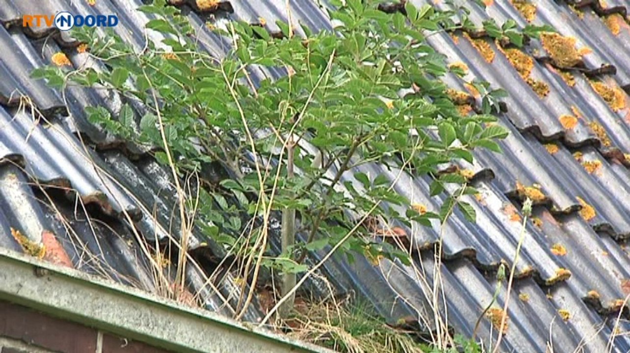 Broers bouwen gemaalhuisjes om tot recreatiewoningen - RTV Noord