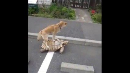 Kaplumbağa Üstünde Gezen Köpek