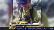 Mountain Lion Cubs Rescued From Forest Fire In Montana