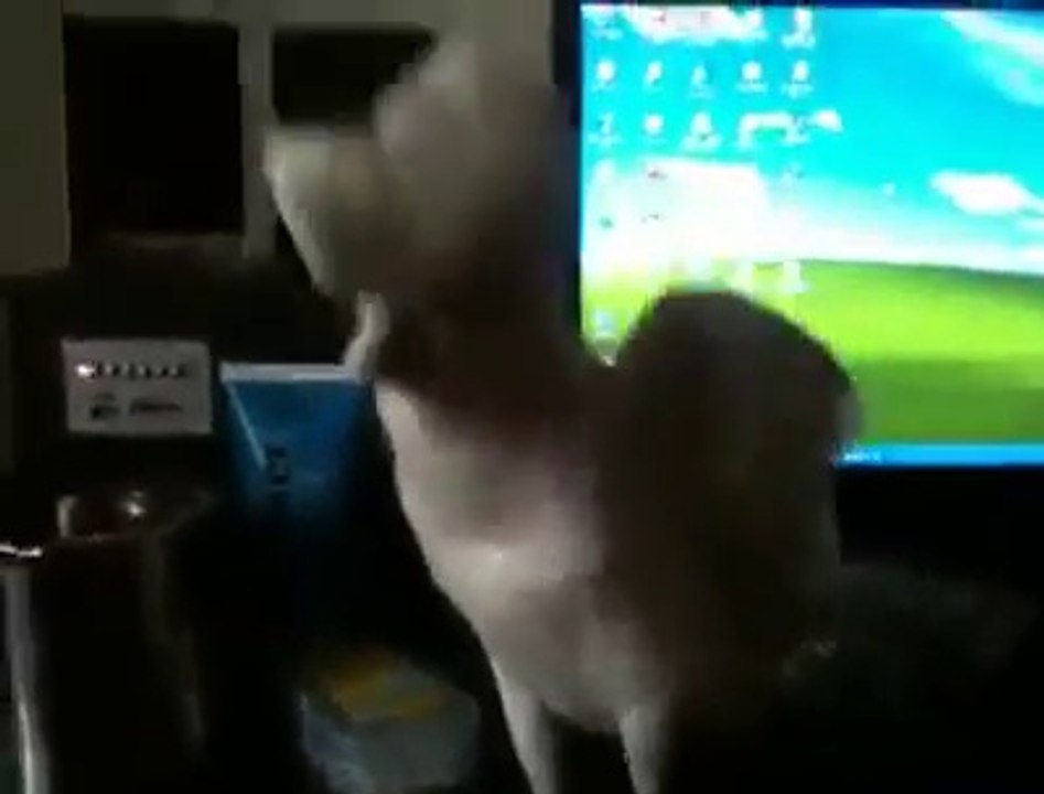 Dancing Cockatoo