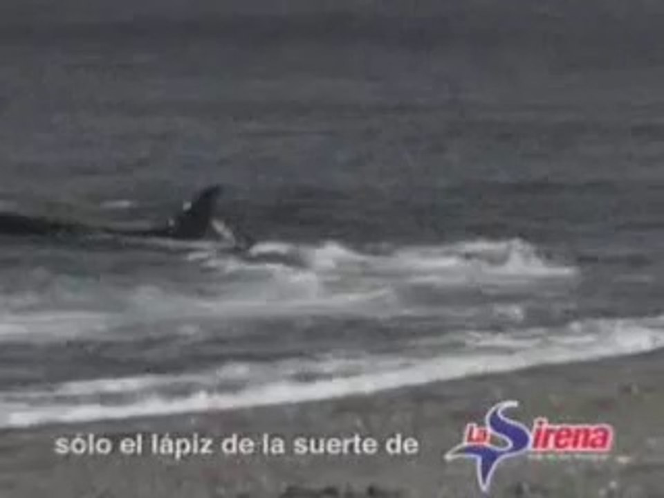 Orca assassina