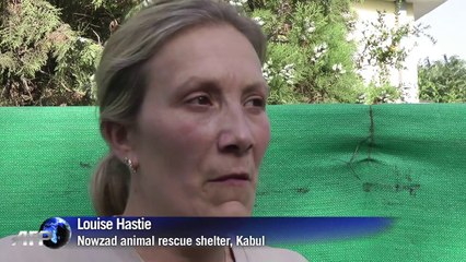 Trapped, then poisoned: Kabul's ruthless dog cull