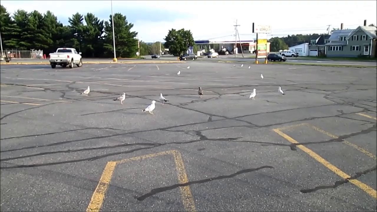 Feeding Seagulls in the City