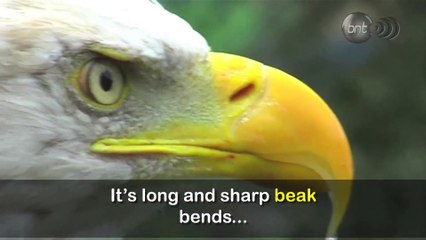 The Rebirth Of An EAGLE