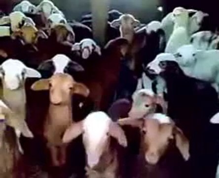 Lamb choir