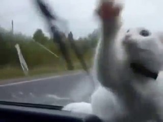 Ces balais de voiture rendent complètement fou ce chat