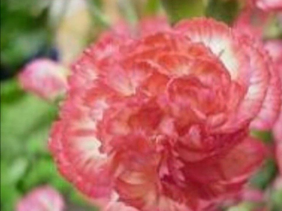 kirac yasamam artik dj reis B&G yapim