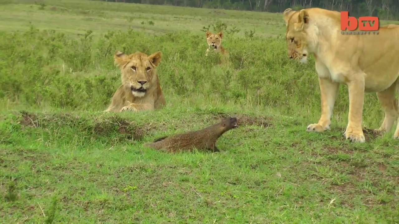 Mongoose Fights Off Four Lions