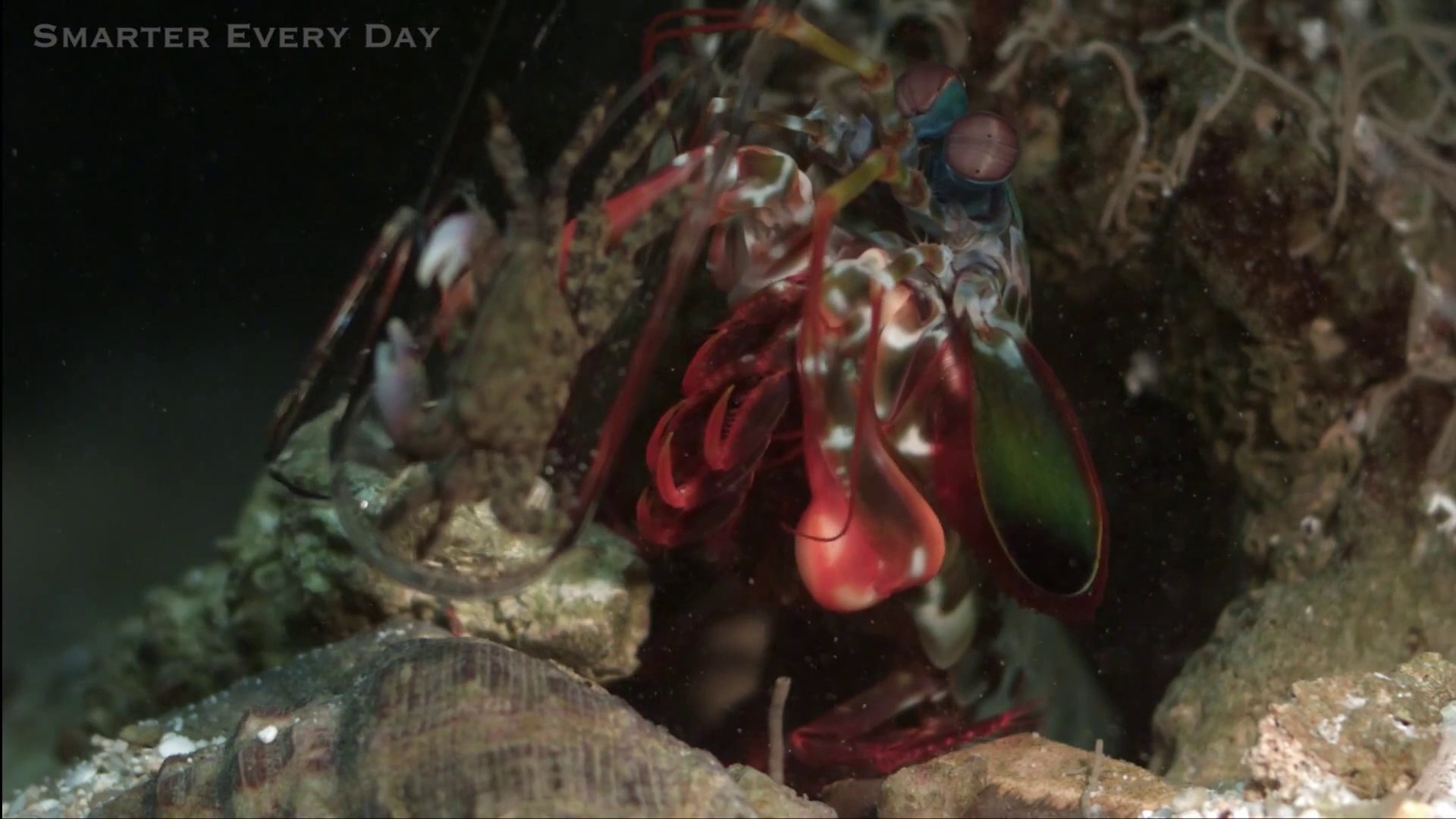 Mantis Shrimp Punch Slow Motion