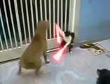 Kavgada köpeği fena dağıtan Süper Kedi
