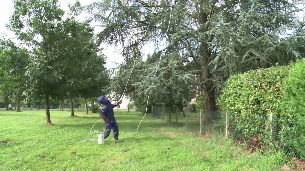 Hornisseninvasion in Frankreich