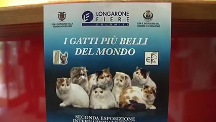 I GATTI PIU' BELLI DEL MONDO IN FIERA