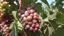 PIOGGIA E MALATTIE: VENDEMMIA IN CALO DEL 10%