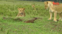 Lion contre mangouste. Qui est le roi de la jungle