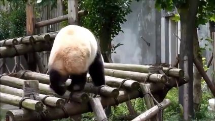 Funny Animals Funny Animal Videos Cute Animals Funny Dogs