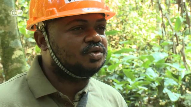 The bonobo - protecting forests, creating jobs | Global Ideas