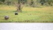 Baby Hippo Entertains Itself Chasing Birds
