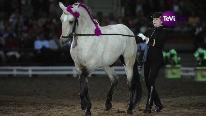 Le Normandy Horse Day à Saint-Lô [TéVi] 14_09_03