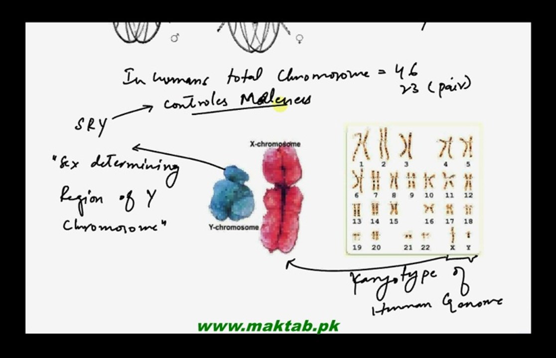 FSc Biology Book2, CH 22, LEC 9: Sex Determination in man animals and plants.